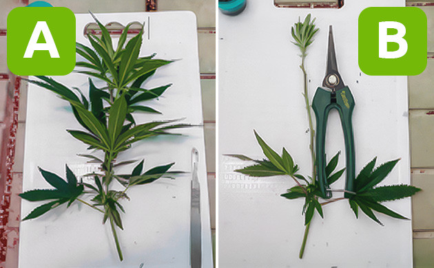 Подготовка к прививке: выбор черенков