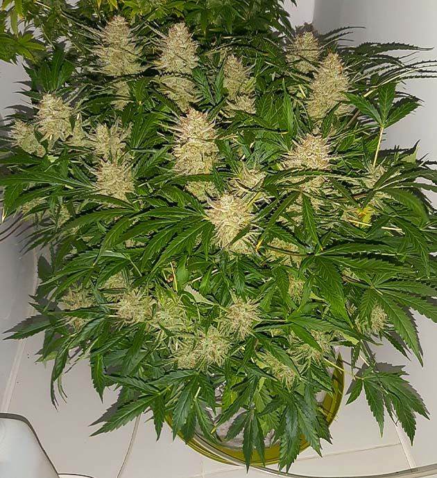 Удаление засохших листьев с Bruce Banner Auto