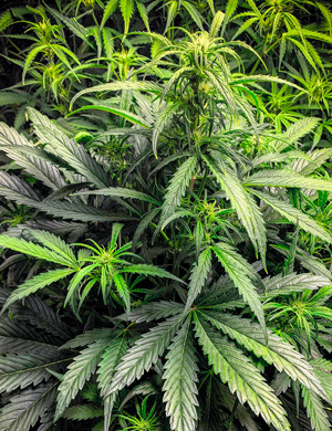 Признаки предцвета