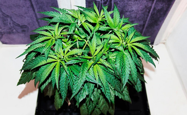 Растение ростом 25 см