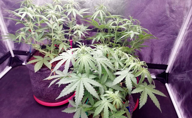 Три куста Dos-Vi-Dos Auto в гроубоксе