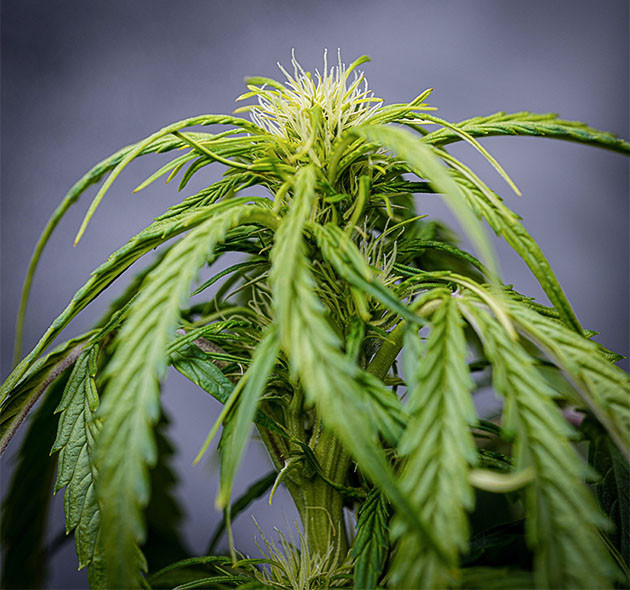 Соцветие с белыми стигмами