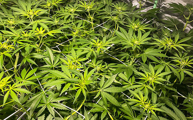 Частичная дефолиация листьев Кусты Delicious Candy Early Version под сеткой ScrOG