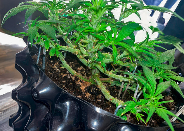 Начало цветения и список удобрений Куст Gorilla Zkittlez Auto от FastBuds на 7 неделе выращивания