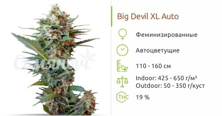 Big Devil XL Auto от Sweet Seeds