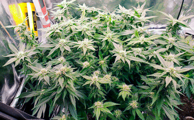 Соцветия на 11 неделе роста Power Plant X fem