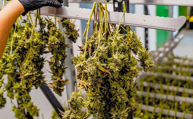 Боковая подсветка – удобный инструмент для увеличения урожайности