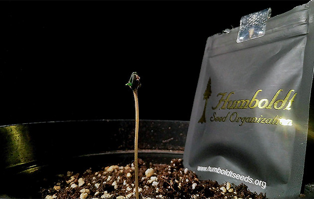 Проблемы с скидыванием каски Lemon Citron