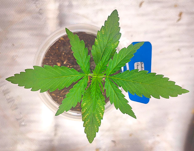 Росток Godzilla Original Glue GG#4 от Herbies Seeds на 2 неделе