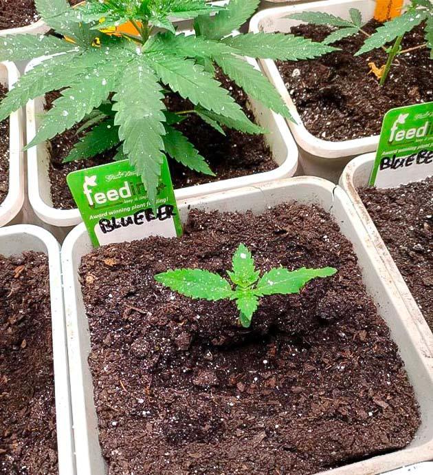 Растишки Blueberry Hill от Herbies Seeds на 1 неделе