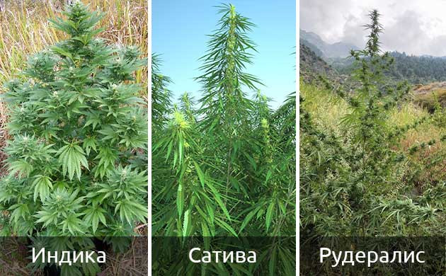 Внешний вид сативы, индики и рудералиса