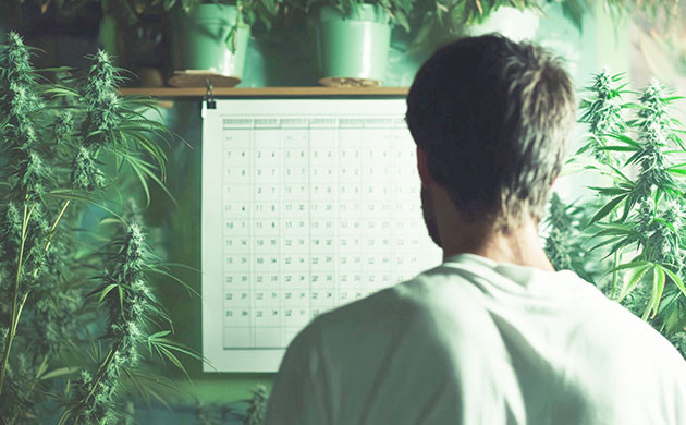 Автоцветы как средство выведения новых сортов