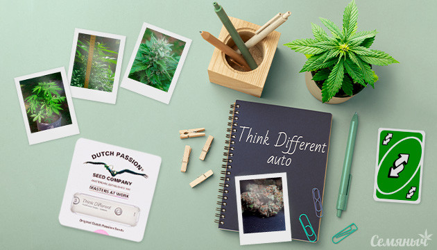 Гроурепорт сорта Think Different auto