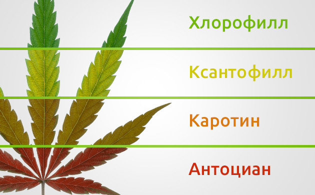 4 пигмента в тканях каннабиса Пигменты, хлорофилл, ксантофилл, каротин, антоциан