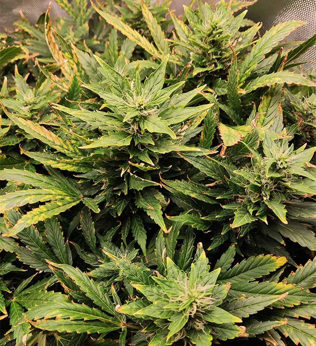 Куст конопли с желтыми пятнами