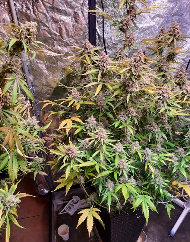 Кусты на 11 неделе выращивания Куст конопли Tashkenti Auto на 11 неделе выращивания