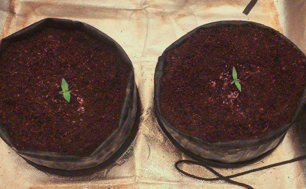 Формирование первой пары листьев