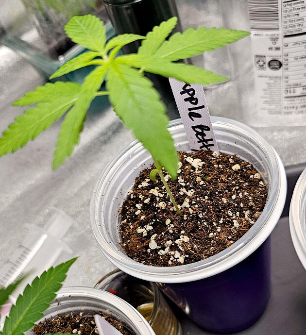 Росток Apple Betty от Herbies Seeds на 1 неделе