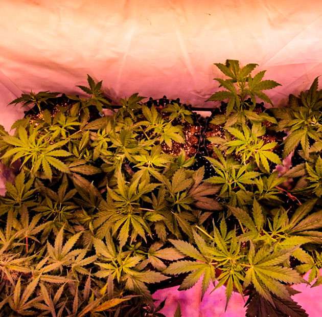 Гроурепорт сорта конопли Original Auto Skunk Куст Original Auto Skunk на 4 неделе выращивания