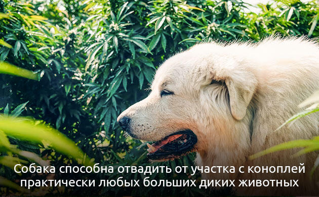 Натуральная защита каннабиса от животных и грызунов