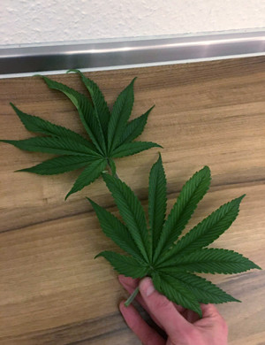 Смена светового режима на 12/12 Листки Glookies