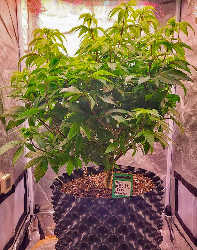 Витамины и состав компота Куст RS11 от 7CH American на 7 неделе