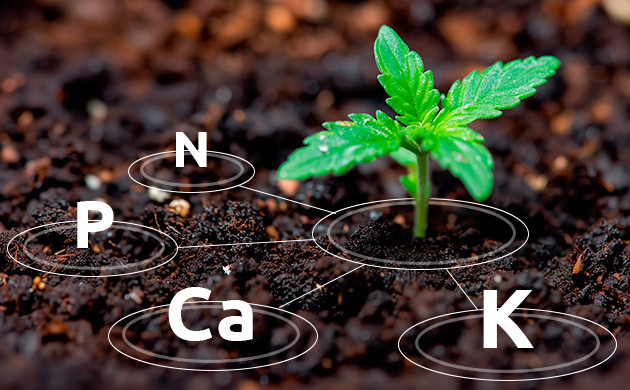 Природные минералы и микрофлора в аутдоре Природное питание каннабиса