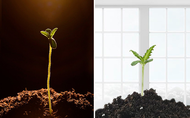 Неправильное освещение для рассады