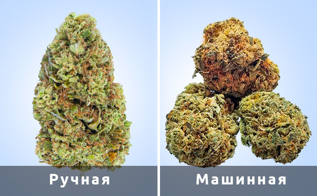 Как была обрезана марихуана
