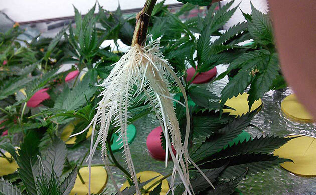 Корни конопли белого цвета