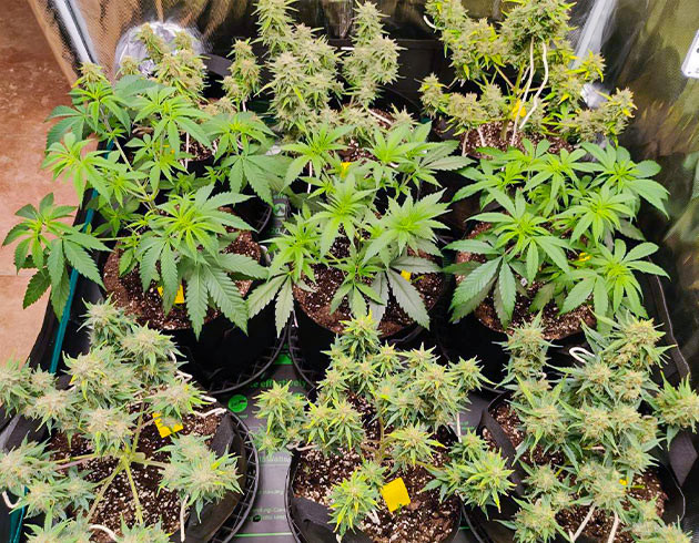 Гроурепорт сорта Afghan Kush Ryder Auto