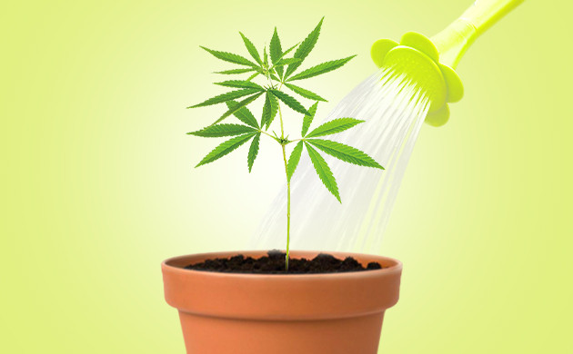 Неправильный полив Полив куста на стадии вегетации