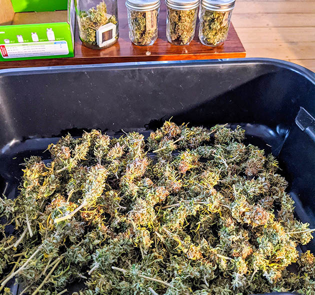 Сухой урожай 127 грамм сухих шишек