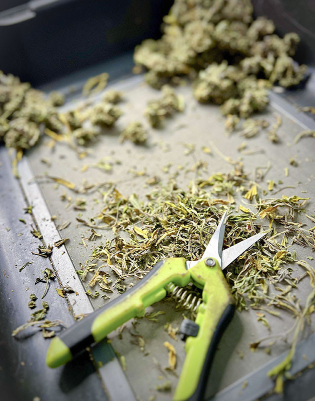 Medusa F1 Auto: сушка и подготовка к использованию