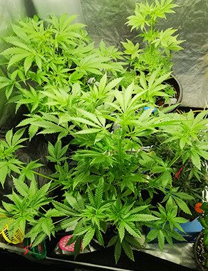 Куст ростом 80 см на 5 неделе выращивания Куст конопли в гроубоксе