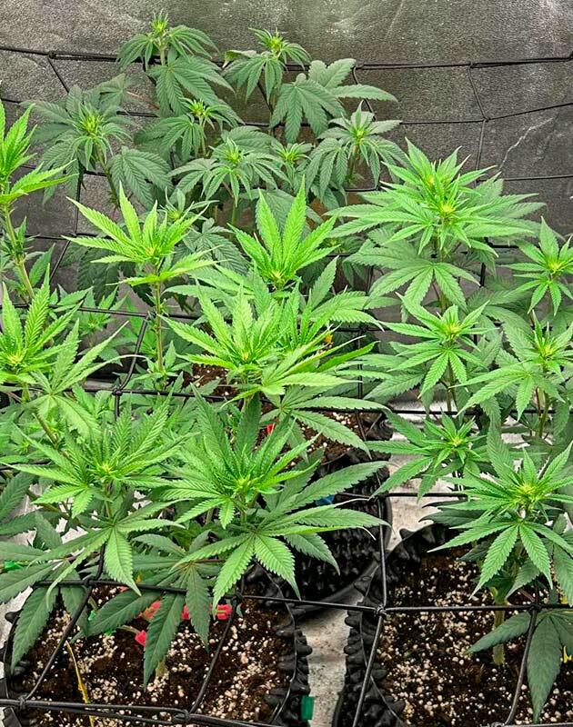 Переход каннабиса на цветение Кусты каннабиса после перевода света на 12/12