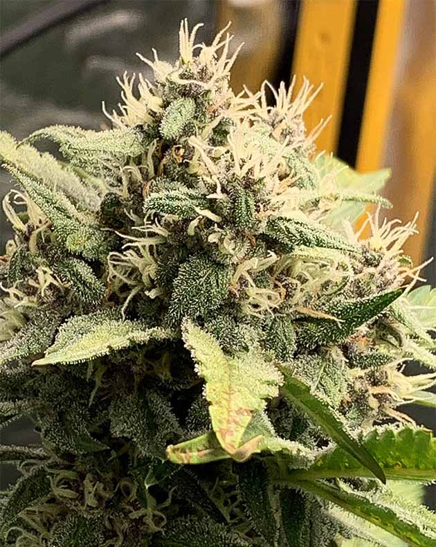 Куст Purple Lemonade Auto на цветении Цветение куста Purple Lemonade Auto