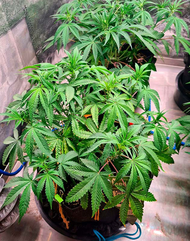 Смена окраса на цветении Cherry Cola Auto Смена окраса куста Cherry Cola Auto