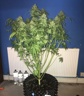 Jack 47 Auto после промывки и дефолиации