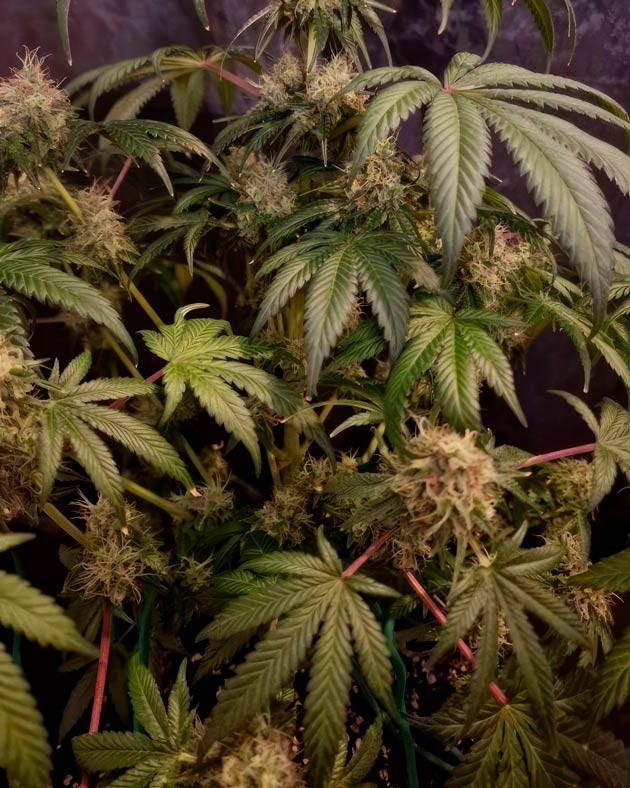 15 неделя выращивания каннабиса
