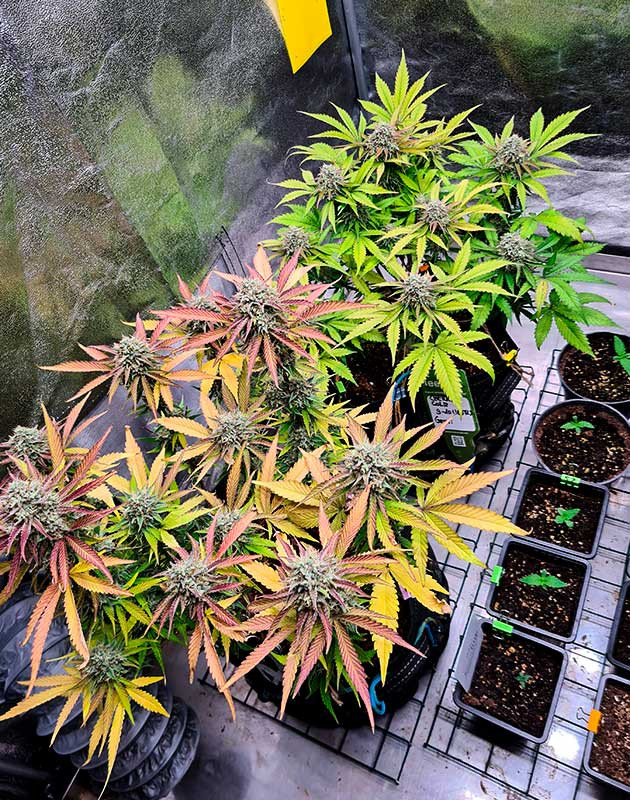 Гроурепорт сорта Cherry Cola Auto fem от FastBuds Сорт Cherry Cola Auto почти готов к харвесту