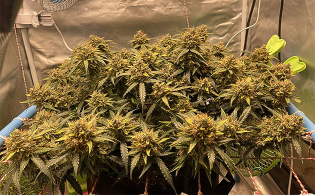 Подготовка растения к харвесту Куст конопли с крупными созревшими соцветиями