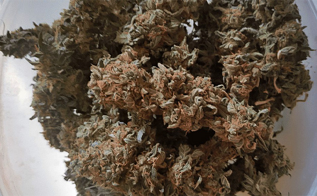 Впечатление от сорта Glue Sherbert