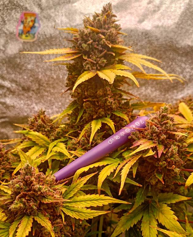 Промывка марихуаны Куст Pink Rozay Auto от 7CH American на 12 неделе