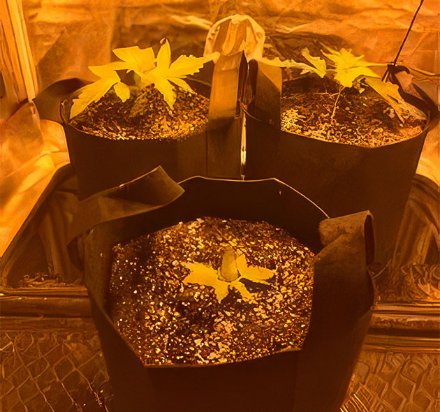 Выращивание HulkBerry