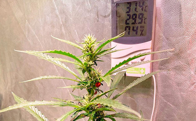 Как контролировать влажность и температуру при выращивании каннабиса Термометр и гигрометр для грова: контроль температуры и влажности