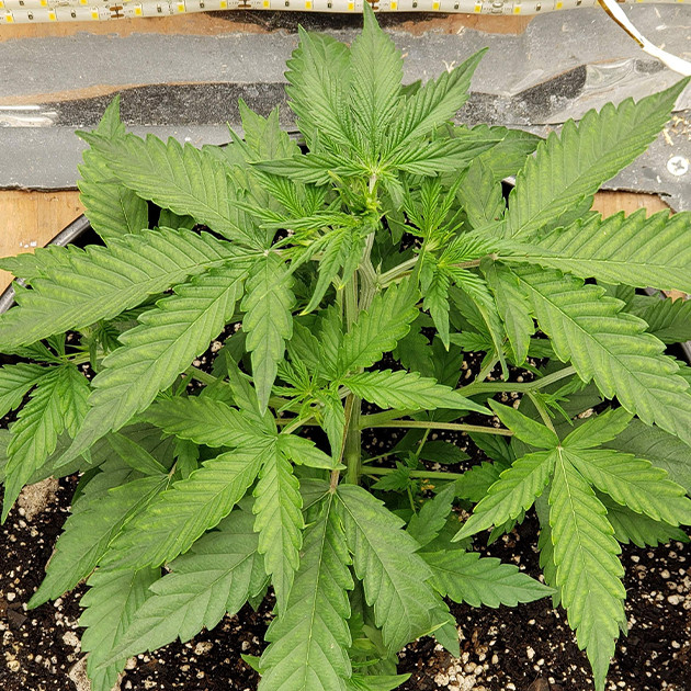 Сорт Mexican Airlines auto fem на этапе вегетации Вегетация Mexican Airlines auto fem