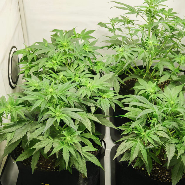 Кусты Apollo F1 Auto на 6 неделе выращивания