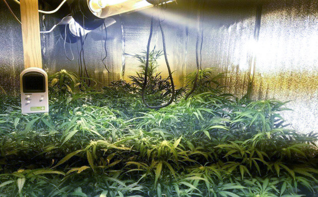 Кусты ростом 80 см