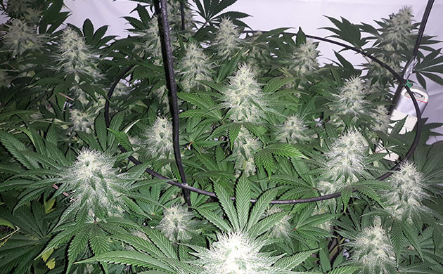 Куст Acapulco Gold с массивными шишками